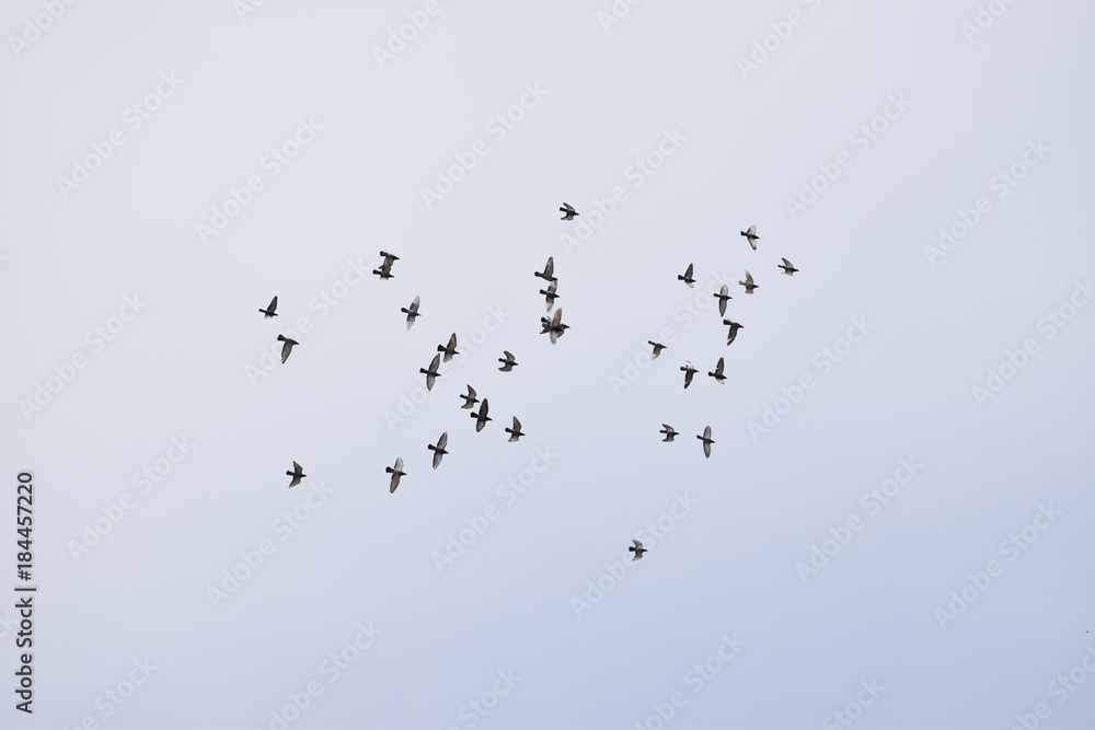 Messenger Birds flying in open sky
