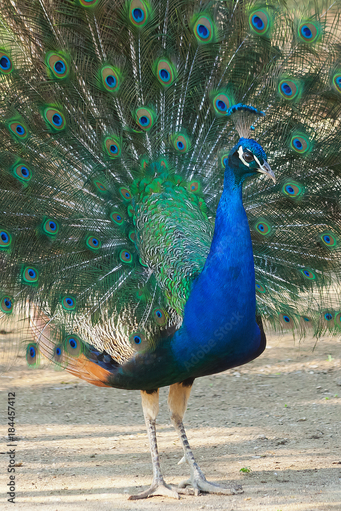 Obraz premium Beautiful bird male peacock close up. Shot made in Reservation of Ascania Nova, Ukraine