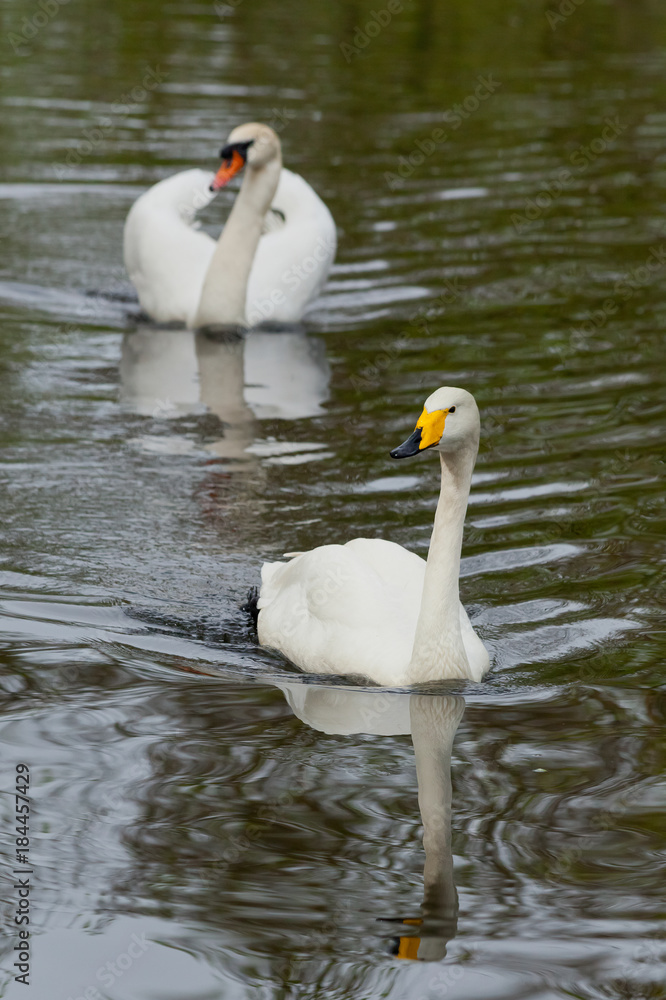 Fototapeta premium Two swans swimming toward you each after another. Reservation Askania Nova, Ukraine