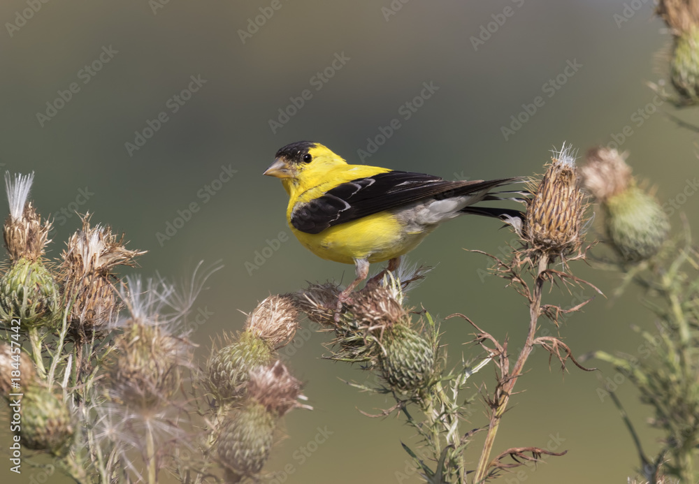 Fototapeta premium The American goldfinch (Spinus tristis)