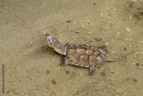 Young common snapping turtle photo