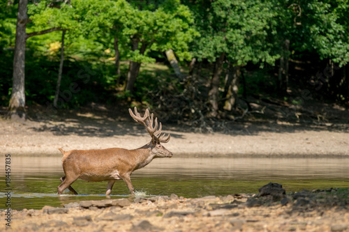 Cerf marchant dans l   tang