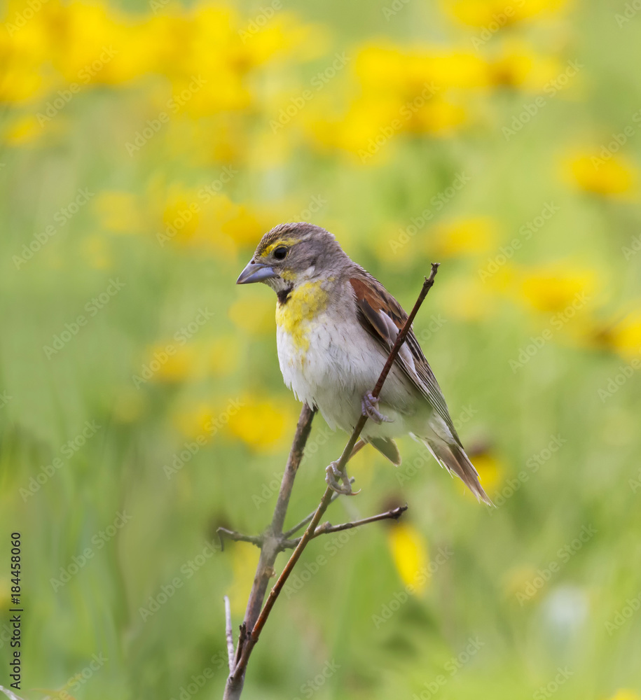 American Dickcissel At Preria American Dickcissel At Preria