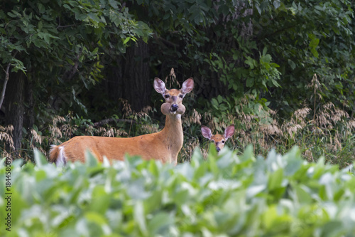 Fotografija Female deer with full mouth of stolen soy beans