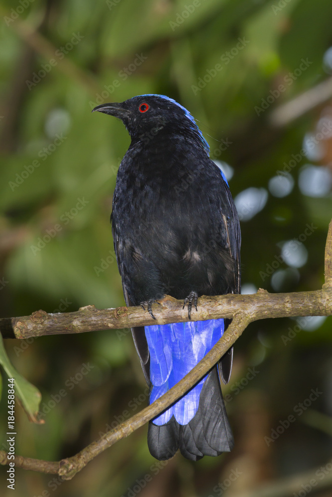 Asian fairy bluebird perched on the branch Asian fairy bluebird perched on the branch