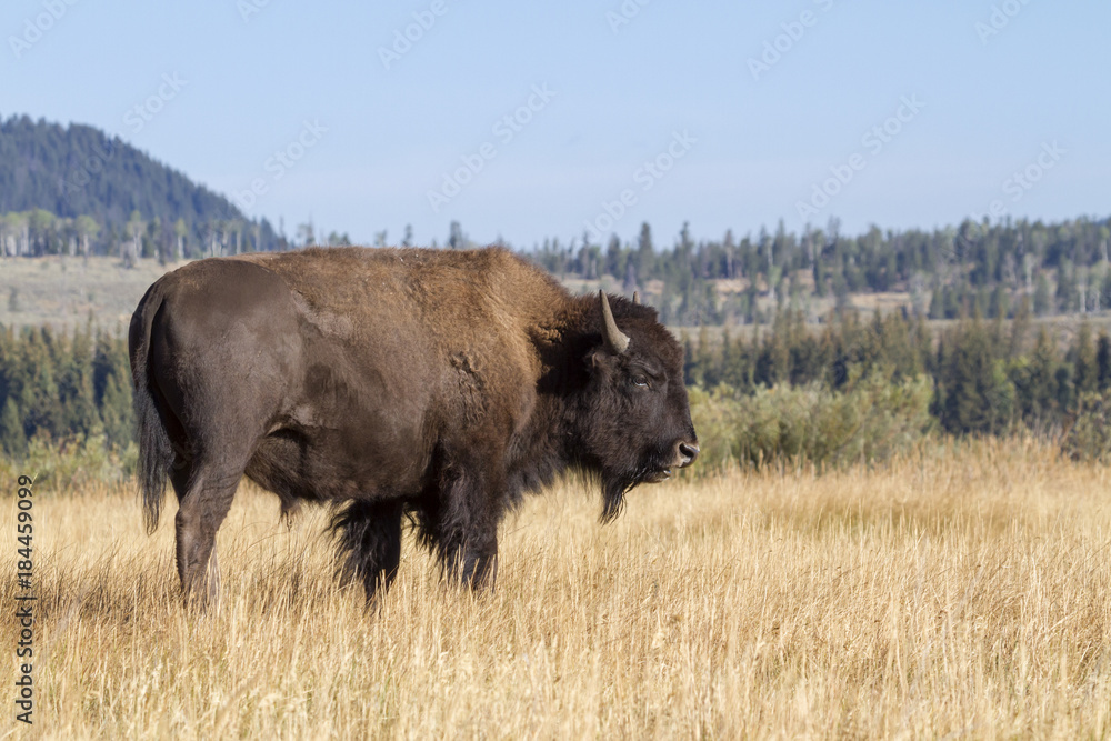 American bison