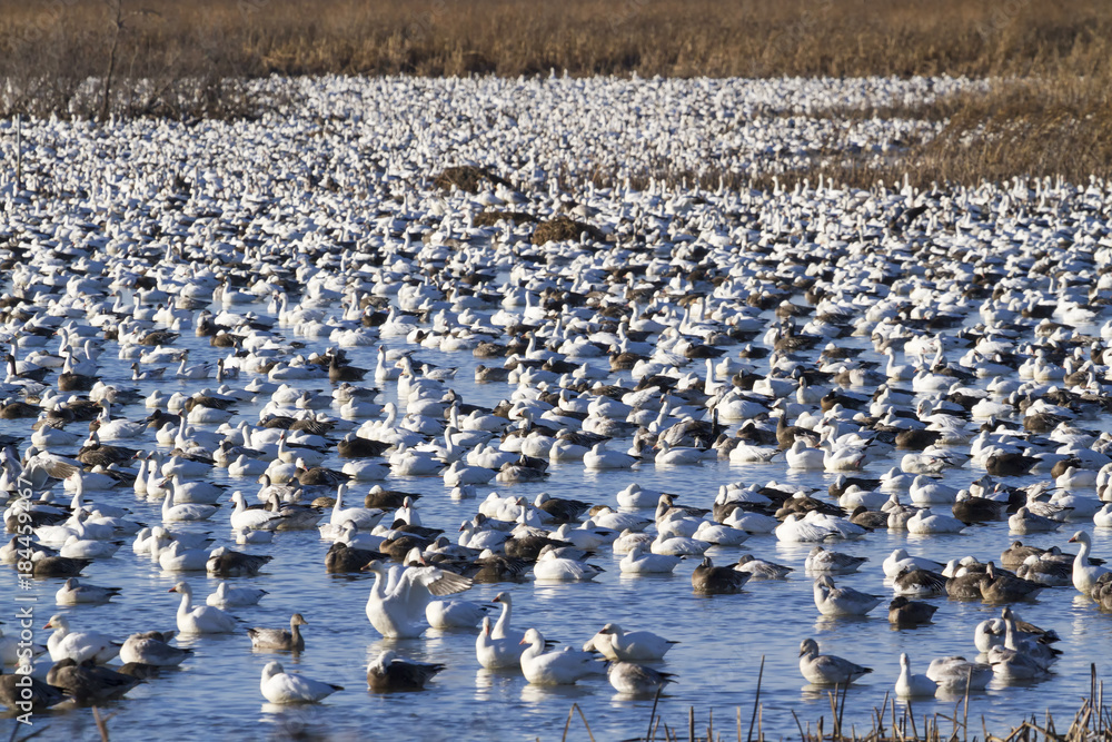 Fototapeta premium Snow geese fall migration