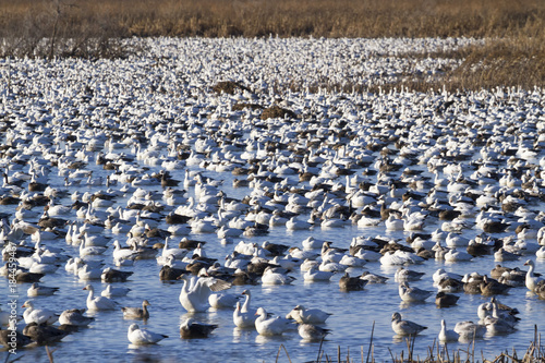 Snow geese fall migration