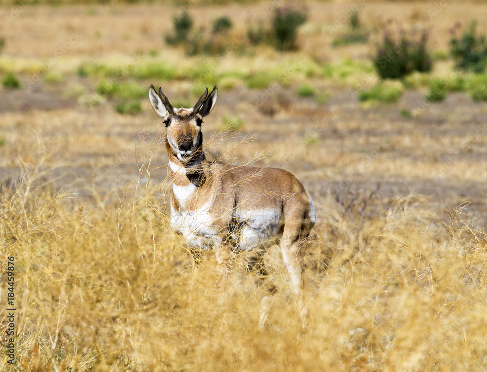 Fototapeta premium Male pronghorn