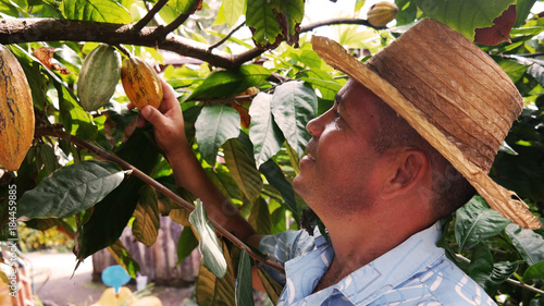 Cocoa Farmer harvesting photo