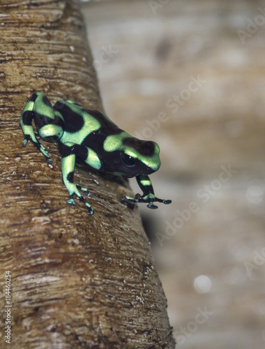 The green-and-black poison dart frog photo