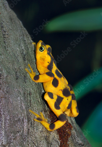 Yellow and brown panamanian golden frog