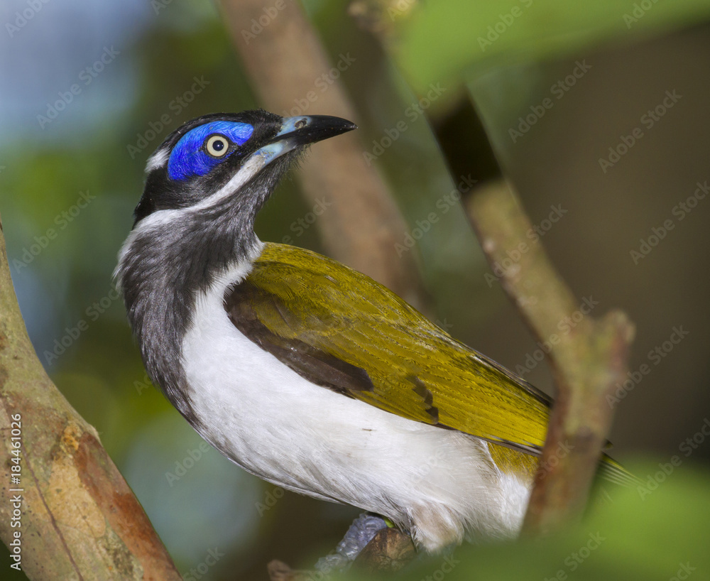 Obraz premium Blue-faced Honeyeater