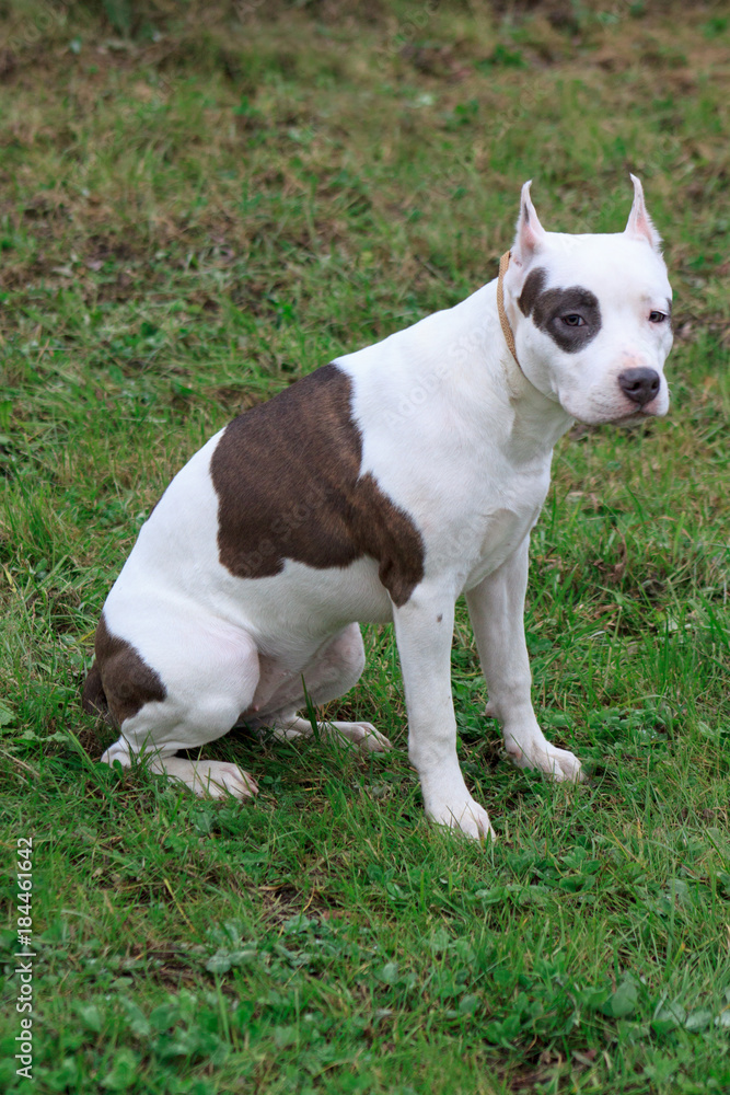American staffordshire terrier puppy is sitting on the green grass.
