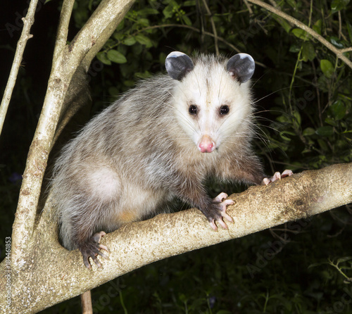 Fényképezés Virginia Opossum - Night Hunter, Lilburn, Georgia