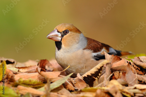 Fototapeta Portrait of a hawfinch over leafs on the ground