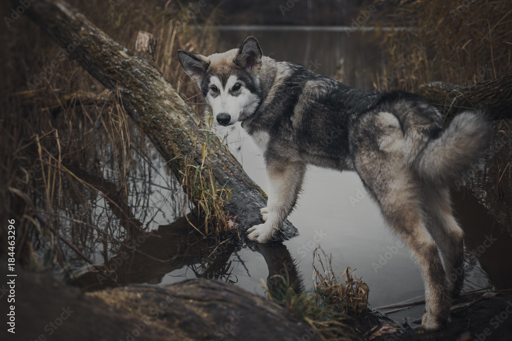 Puppy Alaskan Malamute in the autumn landscape Puppy Alaskan Malamute in the autumn landscape