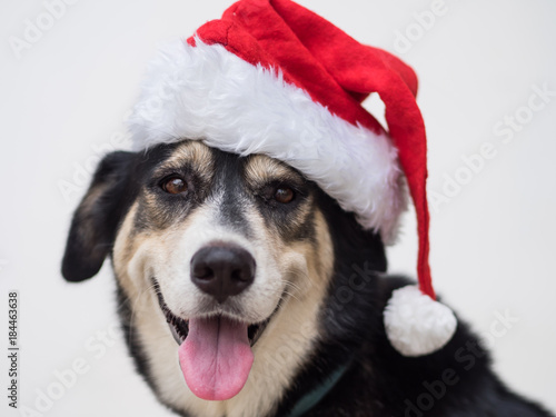 An cute adorable dog wearing Santa hat for being Santa Claus during Christmas holidays. An isolated dog on white background with copy space. This dog looks so happy with her smile.