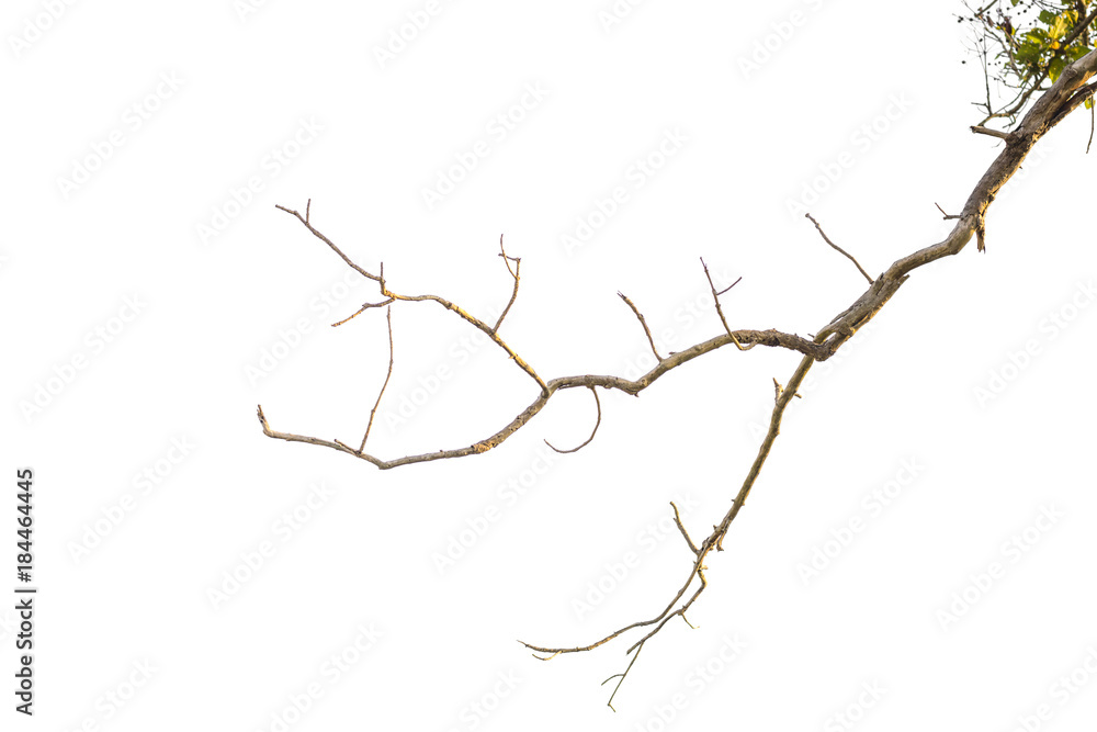 Obraz premium a bare tree branch against a white background.