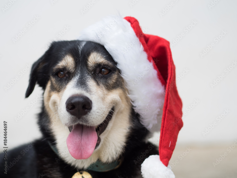 Φωτογραφία An cute adorable dog wearing Santa hat for being Santa Claus during Christmas holidays