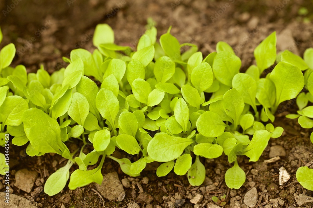 Insalata, lattuga primaverile coltivata in piccola serra hobbystica Insalata, lattuga primaverile coltivata in piccola serra hobbystica