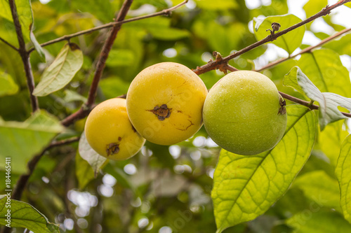 Araza fruit and plant