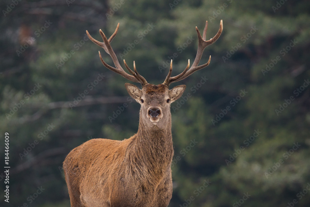 Noble Red Deer (Cervidae) In Winter Forest. Portrait Of Deer ( Cervus Elaphus). Great Adult Noble Red Deer With Big Beautiful Horns On Snowy Field At Forest Background. Wildlife Landscape With Stag.