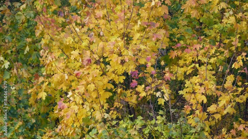 Autumn yellow and green leaves rustle from the wind. maple trees Autumn yellow and green leaves rustle from the wind. maple trees