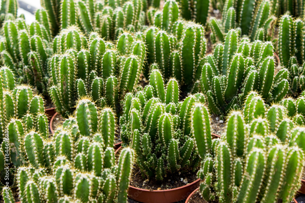 Cacti plantation in nursery Cacti plantation in nursery