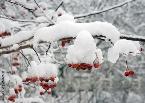 Winter red berries Mountain ash in snow