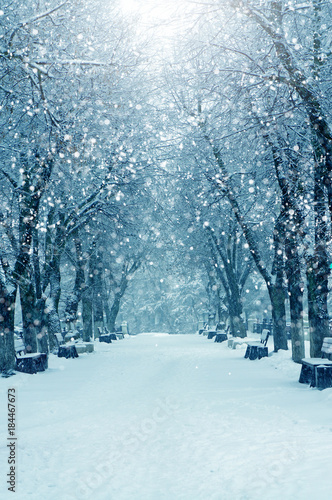 Winter nature, snow alley