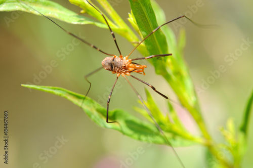 Daddy Long-legs Spider - Top view of a daddy long-legs spider (also called Harvestmen, Granddaddy long-legs, Opilione, Phalangida) in the wild.