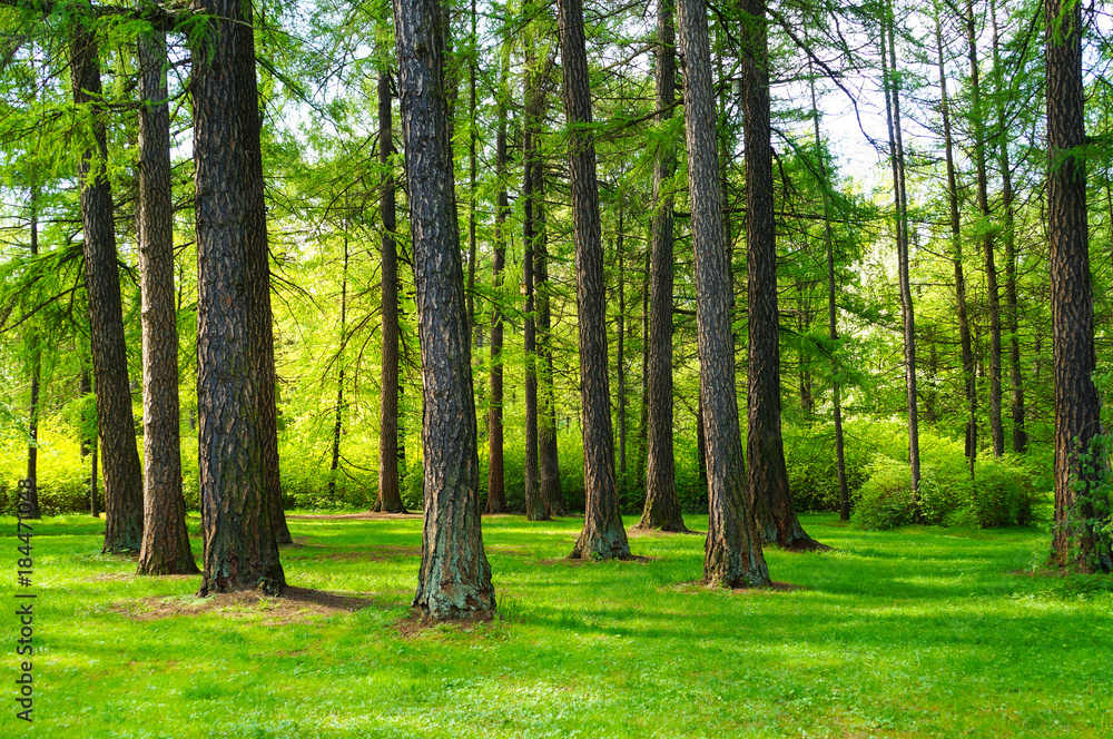 Fototapeta premium Lush green summer landscape with trees and grass.