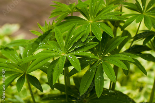 Green Leaves Of Young Plant Of Lupine  Lupinus  Growing In Spring Garden After Rain Close Up.