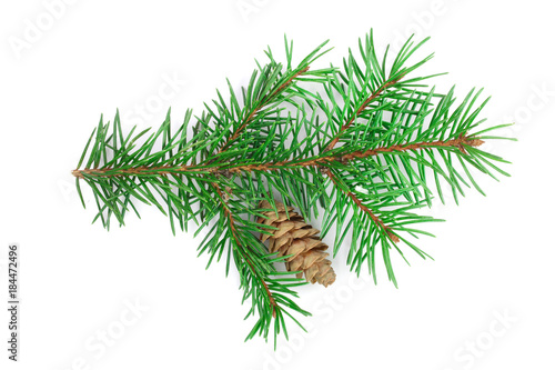 Fir tree branch with cone isolated on a white background close-up. Top view