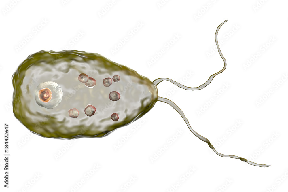 Naegleria Fowleri Flagellate