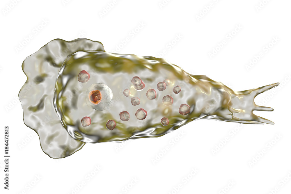 Naklejka premium Brain-eating amoeba infection, naegleriasis. Trophozite, infectious form of the parasite Naegleria fowleri, 3D illustration