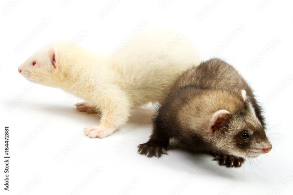Obraz premium two ferret Isolated on white background