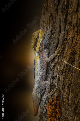 Forest dragon in tropic of India. Macro photo of reptiles Little Andaman, Andaman Sea. Lizard photo