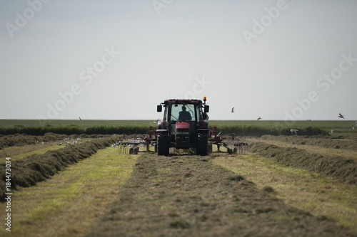 Traktor auf einem Feld mit vielen Vögeln am Zetten oder Heu wenden