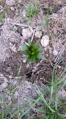 It begins to grow Lily. 