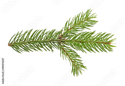 Spruce twig. Branch of christmas tree isolated on white background.