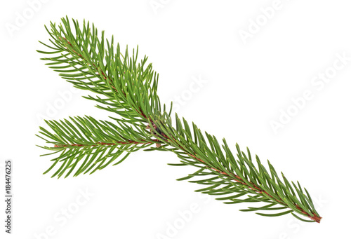 Branch of fir tree on a white background