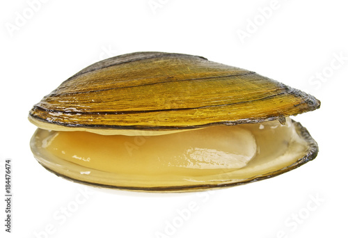 River mussel isolated on white background. The swan mussel.