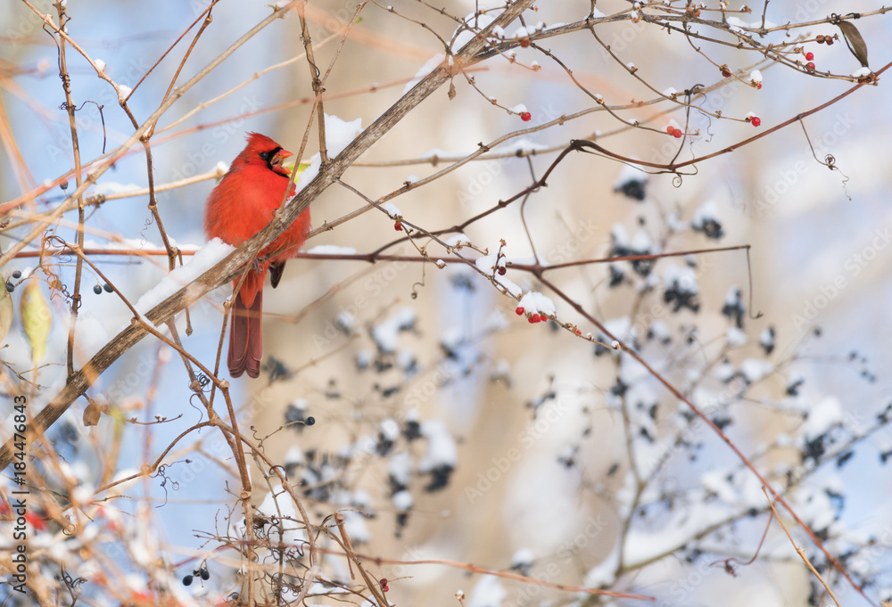 Fluffy red cardinal with open beak sitting on a winter branch covered with berries and snow Fluffy red cardinal with open beak sitting on a winter branch covered with berries and snow