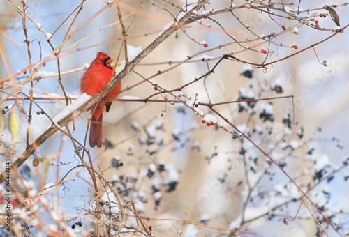 Fluffy red cardinal with open beak sitting on a winter branch covered with berries and snow © Rachel Lerch
