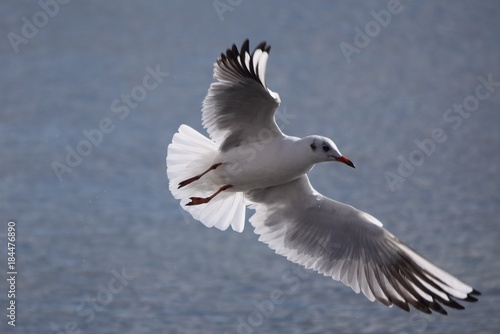 Oiseau volant