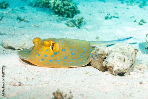 Stingray on the seabed. The red sea.