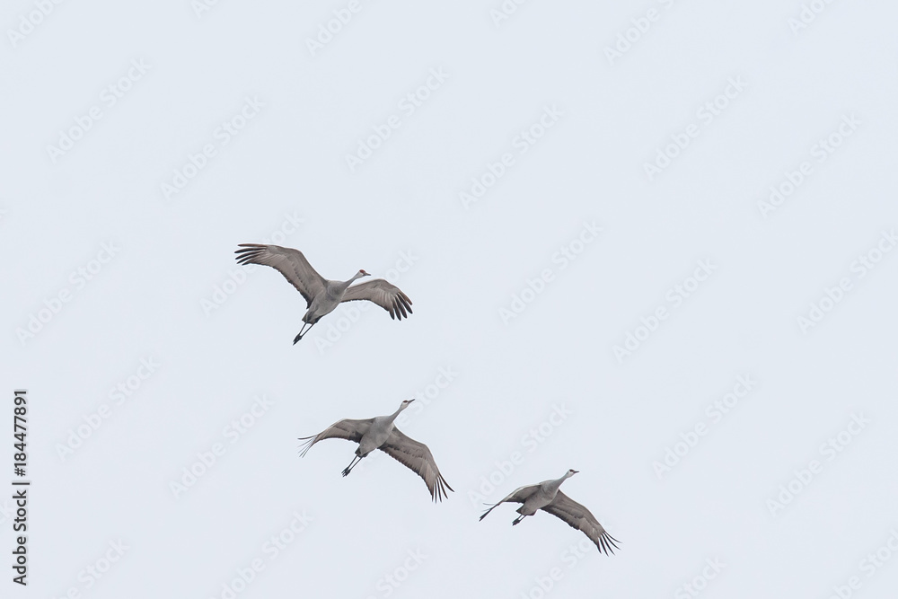 Fototapeta premium Sand Hill Cranes in Flight