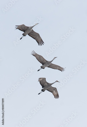 Three Sand Hill Cranes in flight